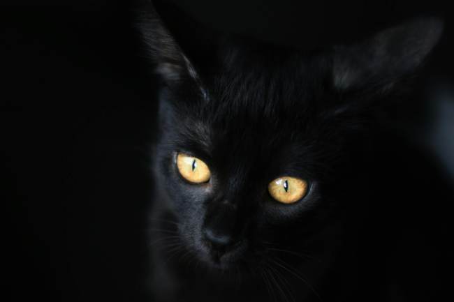 Zu sehen ist eine schwarze Katze; sie ist Namenspate der BlackCat-Ransomware. Bild: Pexels/Marek Kupiec