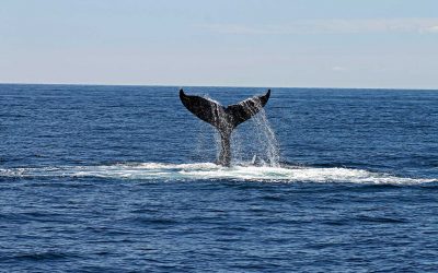 Whaling: Spear-Phishing-Angriffe auf Führungskräfte
