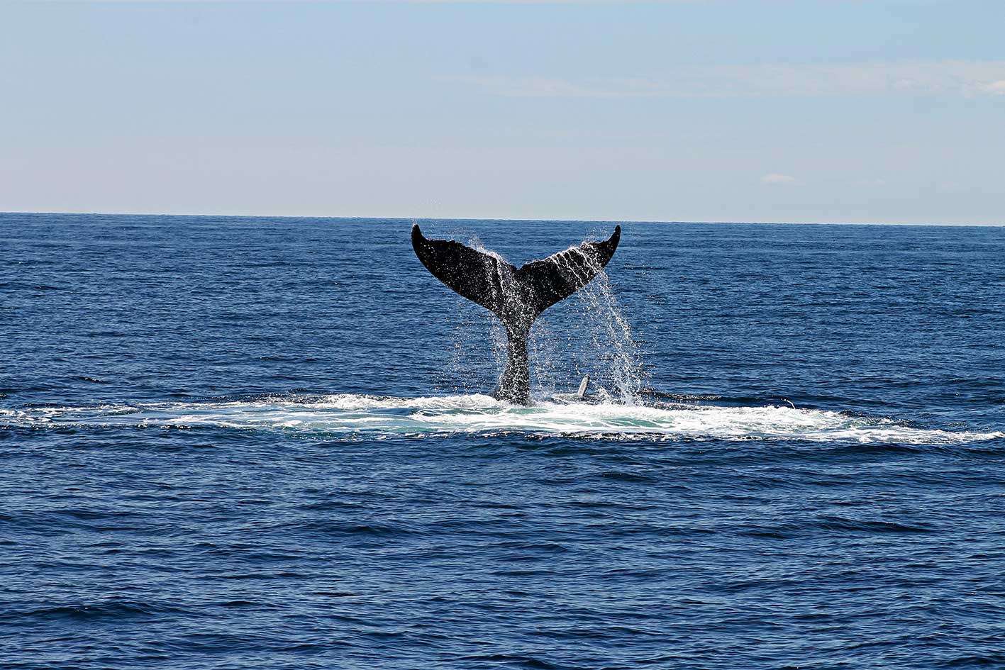 zu sehen ist ein Wal im Meer.  Beim Walfang geht es um die großen Fische (oder Säugetiere): Die Manager. Bild: Pexels/Andrea Holien